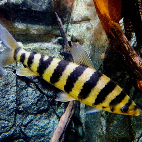 Leporinus affinus M - Leporinus fasciatus